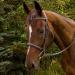Henri de Rivel Fancy Raised Padded Bridle with Laced Reins Havana Cob
