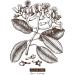 Essentially Kates Clove Oil 4 oz - 100% Pure for Hair, Skin, Diffuser, Garden, Teeth & Aromatherapy - Buy Online on GoSupps.com
