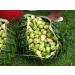 Squeeze Dried Noni to Go Sticks - Hawaiian Noni and Green Tea Blend - Antioxidant-Rich & Immune-Boosting - 30 Count Pack - Buy Online on GoSupps.com