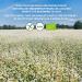 LOOV Organic Buckwheat Groats 1kg - Gluten Free, Raw & Nutrient-Preserved | Delicious Nutty Flavor, Ideal for Sprouting | Grown in Nordic Climate, non-GMO - Buy Online on GoSupps.com