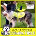 4LegsFriend Reflective Dog Safety Vest - XS | High Visibility for Day and Night Outdoor Activities | Protect Your Dog from Cars & Hunting Accidents | Blaze Orange - Buy Online on GoSupps.com
