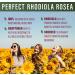 Perfect Rhodiola Rosea - Enhance Focus Energy & Stress Relief | 60 Natural Vegetable Capsules with Optimal 3% Rosavins - Buy Online on GoSupps.com