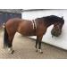 Cwell Equine Synthetic Fleece PAD LUNGE BREAKING TRAINING ROLLER + adjustable girth BROWN F/C/P - Buy Online on GoSupps.com