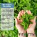 100% Pure Mint Essential Oil for Diffusers - 10ml Organic Aromatherapy - Made in Italy - Buy Online on GoSupps.com