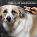 Premium Pawz & Pawz Dog Brush | Gentle Fur Care for Dogs & Cats | Striegel & Massage Effect Pet Brush - Buy Online on GoSupps.com