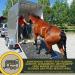 Emma Magnesium for Horses | 1L & 30ml Paste & Liquid | Calm & Relax Nervous Horses | Anti-Stress Nerve Support with Tryptophan - Buy Online on GoSupps.com