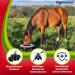 EGGERSMANN Professional Garlic Plus 1kg - Horse Supplement Feed Against Flies Mosquitoes & Metabolism Support - Buy Online on GoSupps.com