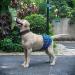 Cutebone Male Washable Dog Diapers - 3 Pack Reusable Belly Bands for Male Dogs | High-Suction Comfortable Fit | Flexible Velcro | XS (23-28cm) - Duck Dino & Fox Designs - Buy Online on GoSupps.com