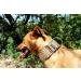Buy candyPet Martingale Dog Collar - Leopard | Special Width L (5 cm) for 30-50 cm Diameter - International Shipping Available - Buy Online on GoSupps.com