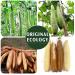 Natural Luffa Body Cloths - Eco-Friendly Biodegradable Shower Scrubs (4 Pack) for Men & Women - Buy Online on GoSupps.com
