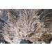 ROYAL DUSTER 14 Black Ostrich Feather Duster - Premium Quality - Buy Online on GoSupps.com