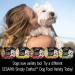 Cesar Simply Crafted Chicken & Sweet Potato Wet Dog Food Variety Pack - 1.3oz (Pack of 16) - Buy Online on GoSupps.com
