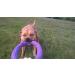 PULLER Standard 28 cm Interactive Dog Toy Fitness Tool Set - Buy Online on GoSupps.com