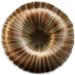 CAISHA Hair Donut Bun Maker Blonde Mix DK5 - Bridal Hairstyling Tool - Buy Online on GoSupps.com