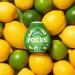 Robinsons Focus Benefit Drops Lemon Lime & Ginseng - Vitamin B3 & Zinc - Real Fruit Juice - No Artificial Colors - No Added Sugar - Travel Size - 66ml (Pack of 1) - Buy Online on GoSupps.com