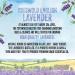 English Cotswold Lavender 15ML Essential Oil - 100% Pure, Undiluted & Therapeutic Grade - Buy Online on GoSupps.com