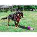 Anvol Viva Lightweight Breathable Comfort Mesh Dog Harness Red - Size Medium (44-57 cm) - Buy Online on GoSupps.com