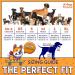 Orange Safety Reflective Dog Vest | 5 Sizes | Leash Hole | Snap Lock Buckle | High Visibility for Outdoor Activities | Medium - Keep Your Dog Safe - Buy Online on GoSupps.com
