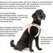 Curli Clasp Air-Mesh Vest Harness - Blue 2XS | Lightweight Comfortable & Durable - Ideal for Small Dogs | International Shipping Available - Buy Online on GoSupps.com