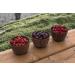 Black Forest Fruit Snacks Juicy Burst Berry Medley 0.8oz (40 ct) - Pack of 1 - Buy Online on GoSupps.com