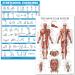 Quickfit Stretching Exercises and Muscular System Anatomy Poster Set - Laminated 2 Diagrams Set - Stretching Workout Routine & Anatomical Muscle Diagram (45.7 x 68.6 cm) laminated 18 "X 27"