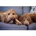 Petstages Large Dogwood Chew Toy - Wood Alternative Dog Toy for Big Dogs - Buy Online on GoSupps.com