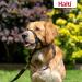 Halti Head Neck Band & Training Leash Combi Pack - Stop Dog Pulling on Walks - Size 5 Black Head Collar & Double Leash - Buy Online on GoSupps.com