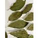 Dried Avocado Leaves Hojas de Aguacate Seco Avocado Leaves Tea: 4 oz (113 g) - Buy Online on GoSupps.com