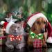 Christmas Cat Bow Tie Collar 2 Pack with Bell - Santa and Snowman Designs for Holiday Kittens - Buy Online on GoSupps.com