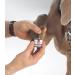 Top Performance MediStyp Holder - Styptic Powder Dispenser for Dogs and Cats - Durable Black Holder - Buy Online on GoSupps.com