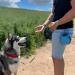 Pawpiz Dog Treat Pouch | Cute Clip-on Dog Treat Bag with Waist Clip Carabiner & Side Pocket | Waterproof Lining & Water-Resistant Shell | UK Brand (Khaki & Olive Green) - Buy Online on GoSupps.com