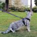 Pangdi Cat Dishes & Leash Set | Tactical Outbreak-Proof Emotional Support Kitten Vest | Gray Large | International Shipping Available - Buy Online on GoSupps.com