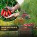 Buy Delicret San Marzano Tomatoes 12x400g - Whole Peeled in Juice | Free Grandma Recipes | Authentic Italian Flavor - Buy Online on GoSupps.com