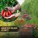 SOLANIA San Marzano Tomatoes DOP - 12x400g Canned Whole Peeled Pizza Tomatoes for Authentic Italian Cooking - Buy Online on GoSupps.com