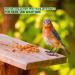 Jan-Pet Premium Mealworms 10 kg - Dried Bird & Animal Feed for Wild Birds Hedgehogs Squirrels Hamsters & Fish - Buy Online on GoSupps.com