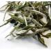 White Peony Supreme (Pai Mu Tan) Loose Leaf Tea 50g Caddy - Buy Online on GoSupps.com