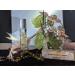 Crystal Roll On Essential Oil- Abundance- Frankincense Geranium and Lavender with Floriate Crystal
