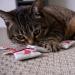 Petlinks Catnip Cat Toys Set of 3 Tea Zing - Fun & Stimulating for Cats & Kittens - Multiple Styles & Sets (Random Color) - Buy Now! - Buy Online on GoSupps.com