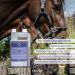 Str h Teufelsklle Horse - 1L Liquid for Musculoskeletal Support & Natural Metabolism Aid for Horses - International Shipping Available - Buy Online on GoSupps.com