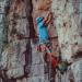 KAILAS Aegis Lightweight Rock Climbing Helmet - Adjustable Mountaineering Safety Helmet for Men, Women, and Kids - Ideal for Hiking, Caving, and Work at Height - Blue (XS-M) - Buy Online on GoSupps.com