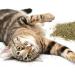 Organic Catnip for Cats & Kittens - 1oz Resealable Pouch by SmartyKat - Buy Online on GoSupps.com