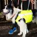 Hurtta Polar Dog Vest - XS Yellow Safety Vest for Dogs | International Shipping - Buy Online on GoSupps.com