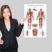 Quickfit Stretching Exercises & Muscle Anatomy Poster Set - Laminated Workout Diagrams (45.7 x 68.6 cm) - Enhance Your Stretching Routine! - Buy Online on GoSupps.com
