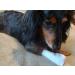 PawFlex Medimitt Paw Bandages for Dogs Cats - Non Adhesive, Breathable, Washable - Adjustable Strap - Large 12-Pack - Buy Online on GoSupps.com