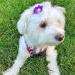 YAKA 40PCS Dog Hair Bows with Pearls & Flowers - Pet Grooming Accessories in 20 Colors - Buy Online on GoSupps.com