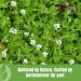 Herbsforever Brahmi Powder I 100% Pure Bacopa Monnieri I Natural Herbal Supplement Non-GMO Vegan Gluten-Free I Supports Wellness Premium Quality 230 GMS 230_GMS - Buy Online on GoSupps.com
