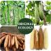 Eco-Friendly Natural Loofah Sponge Exfoliating Body Scrubber 3 Pack - Biodegradable Shower Luffa for Men and Women - Beige - Buy Online on GoSupps.com