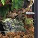 AIICIOO Magnetic Reptile Feeding Cup - 6 Food Cups for Lizards, Geckos, Chameleons - Black (S) - Buy Online on GoSupps.com