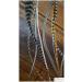 Buy 6 Natural Tone Feather Extensions Pack | Micro Rings & Threading Tool | International Shipping - Buy Online on GoSupps.com