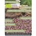 Organic Heather Flower Tea | Direct & Friendly | 25g | Premium Herbal Infusion for Health & Wellness - Buy Online on GoSupps.com